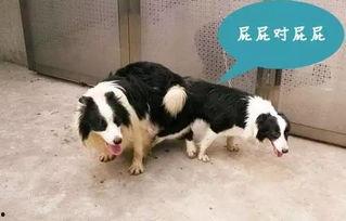 色狗视频网,网络色情内容的灰色地带