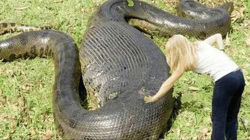 蛇 视频,一场视觉盛宴